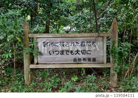 都会の中のオアシス　港区白金台　然記念物　国立科学博物館附属 自然教育園 119584111