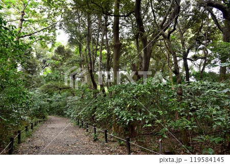 都会の中のオアシス　港区白金台　然記念物　国立科学博物館附属 自然教育園 119584145