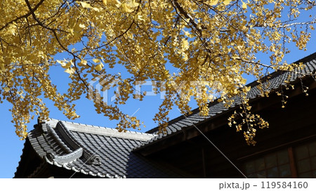 黄葉したイチョウと瓦屋根 茨城県立歴史館 黄葉したイチョウと瓦屋根 茨城県立歴史館 119584160