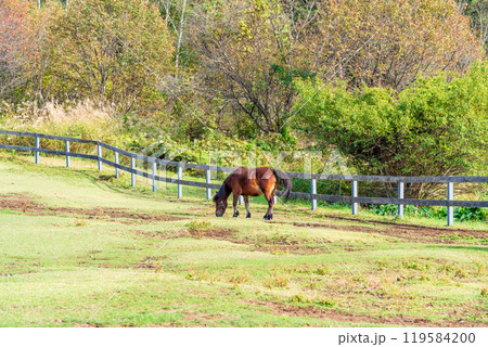 【長野県】開田高原 木曽馬の里・草を食む木曽馬 【長野県】開田高原 木曽馬の里・草を食む木曽馬 119584200