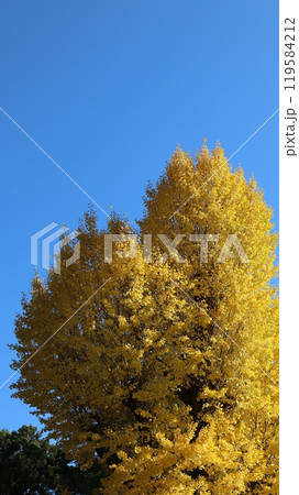 青空に映えるイチョウ　筑波山神社 119584212