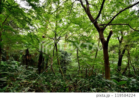 都会の中のオアシス　港区白金台　然記念物　国立科学博物館附属 自然教育園 119584224