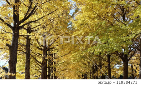 黄葉した銀杏並木 茨城県立歴史館 黄葉した銀杏並木 茨城県立歴史館 119584273