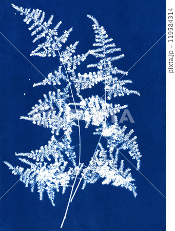 Blue cyanotype of herbs. Silhouettes flowers on a blue background. Plant illustration. Skeleton flowers cyanotype. Alternative photography. Floral illustration. A Sun Print. Blue cyanotype of herbs. Silhouettes flowers on a blue background. Plant illustration. Skeleton flowers cyanotype. Alternative photography. Floral illustration. A Sun Print. 119584314