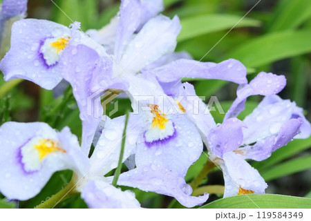 雨の日のシャガ　明るい青紫色の花 119584349