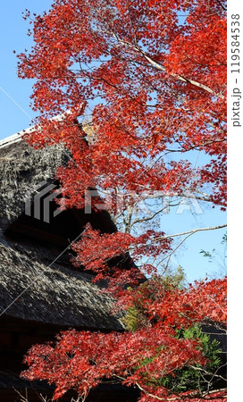 紅葉に包まれた藁ぶき屋根　春風萬里荘 119584538
