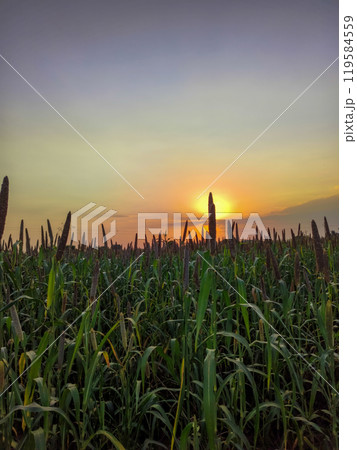 Sunset over Millets (Bajra) crop field in the countryside 119584559
