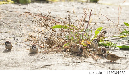 秋、草の種を啄む雀 119584682