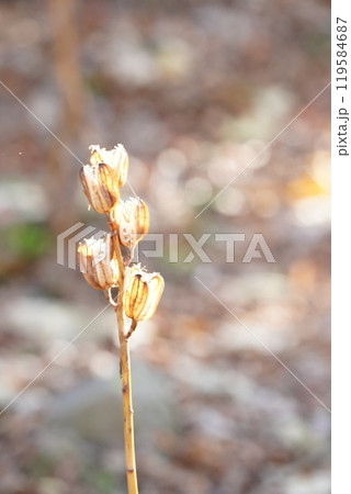 秋の陽のウバユリ 119584687