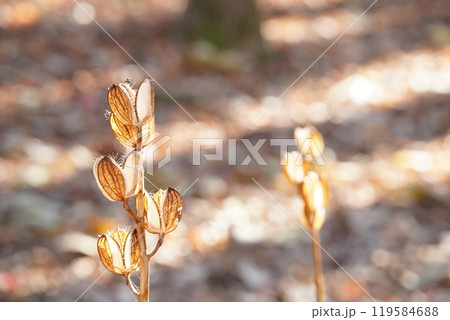 秋の陽のウバユリ 秋の陽のウバユリ 119584688