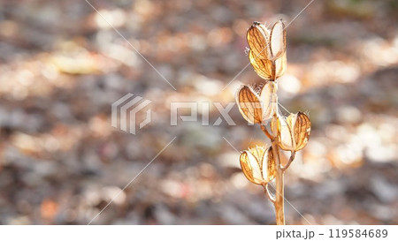 秋の陽のウバユリ 秋の陽のウバユリ 119584689