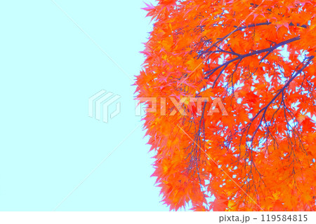 爽やかな青空と鮮やかな紅葉 爽やかな青空と鮮やかな紅葉 119584815