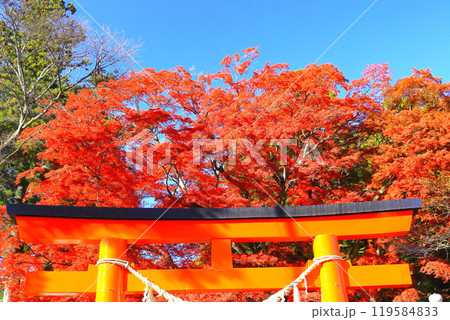 快晴の青空と鮮やかな紅葉 119584833