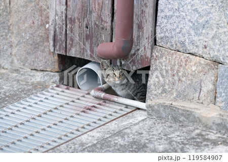 路地の側溝に隠れる可愛い猫 路地の側溝に隠れる可愛い猫 119584907