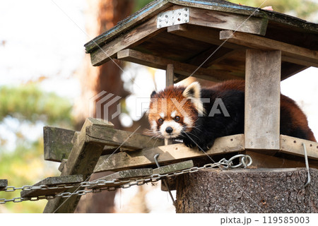 レッサーパンダ 小熊猫 アカパンダ 119585003