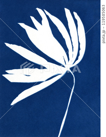 Unique hand-printed monotypes in Prussian blue. Cyanotypes, a kind of antique photography with freshly cut or dried flowers. Flower unique print. 119585063