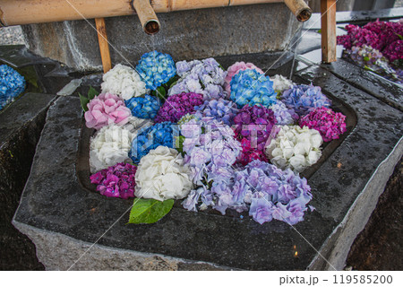 法多山尊永寺の手水舎に浮かぶ紫陽花(静岡県) 119585200