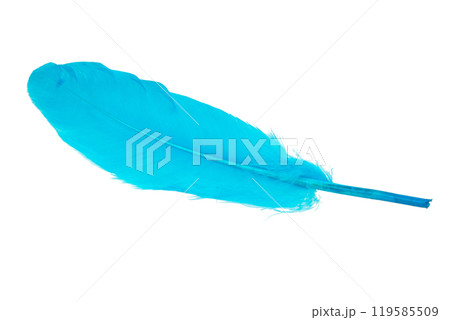 Decorative blue bird feather isolated on the white background 119585509