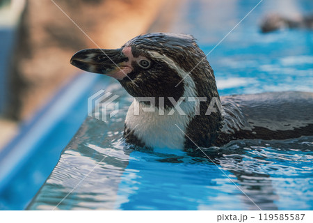【#動物園】泳ぐペンギン 119585587
