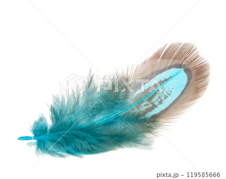 Decorative colorful pheasant bird feather isolated on the white background Decorative colorful pheasant bird feather isolated on the white background 119585666