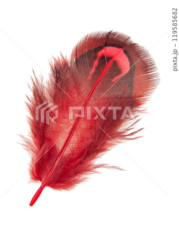 Red decorative colorful pheasant bird feather isolated on the white background Red decorative colorful pheasant bird feather isolated on the white background 119585682