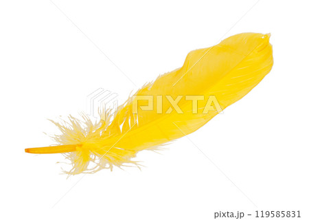 Elegant yellow feather isolated on the white background 119585831
