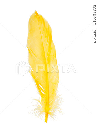 Elegant yellow feather isolated on the white background Elegant yellow feather isolated on the white background 119585832