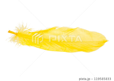 Elegant yellow feather isolated on the white background 119585833
