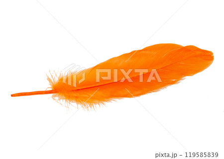 Elegant oange feather isolated on the white background 119585839