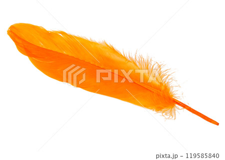 Elegant oange feather isolated on the white background Elegant oange feather isolated on the white background 119585840
