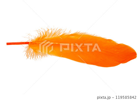 Elegant oange feather isolated on the white background Elegant oange feather isolated on the white background 119585842
