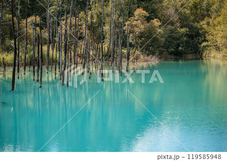 【美瑛町白金 青い池と水鏡】 【美瑛町白金 青い池と水鏡】 119585948