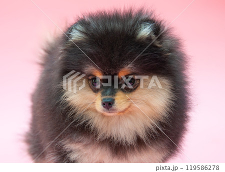 Black pretty pomeranian puppy on the pink background Black pretty pomeranian puppy on the pink background 119586278