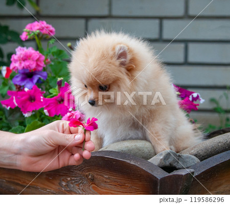 Funny yellow pomeranian on nature. Pretty puppy is good mood 119586296