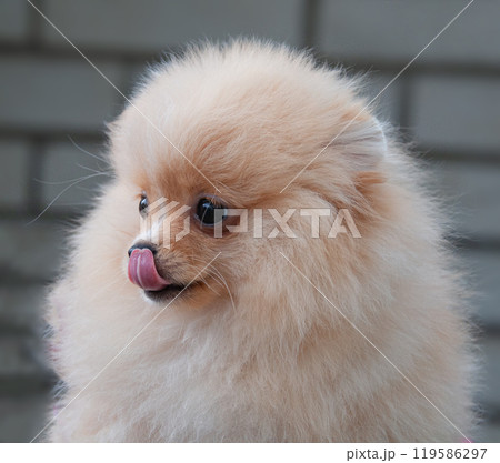 Funny yellow pomeranian on nature. Pretty puppy is good mood Funny yellow pomeranian on nature. Pretty puppy is good mood 119586297