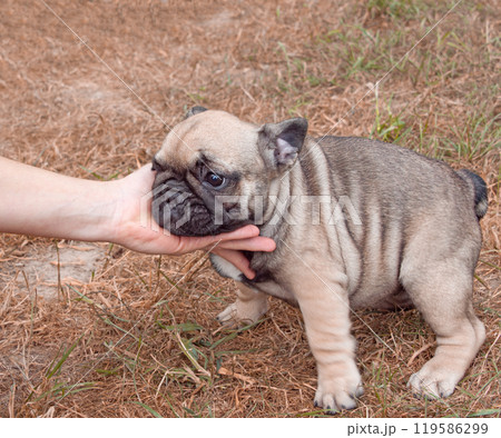 Funny small french bulldog puppy on nature outdoor 119586299