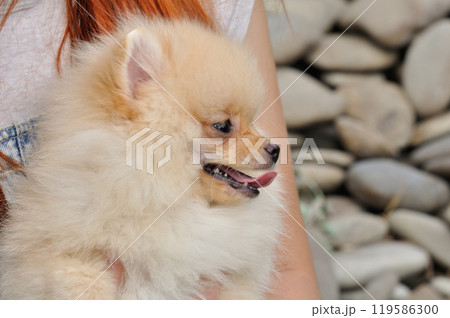 Funny yellow pomeranian on nature. Pretty puppy is good mood 119586300