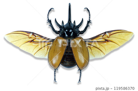 Big yellow rhinoceros beetle Eupatorus gracilicornis showcasing its vibrant colors and intricate wing patterns while resting on a white background 119586370