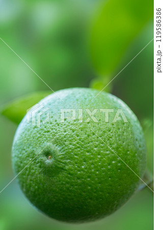 カボス カボス 119586386