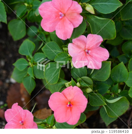 ピンク色の花 ピンク色の花 119586410