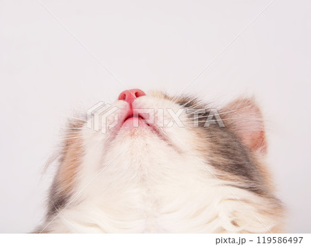 Bright beautiful kitten portrait isolated on the white 119586497
