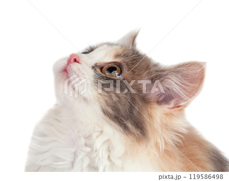 Bright beauty kitten portrait isolated on the white 119586498