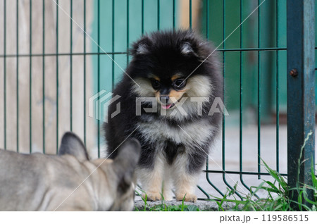 Funny yellow pomeranian on nature. Pretty puppy is good mood 119586515