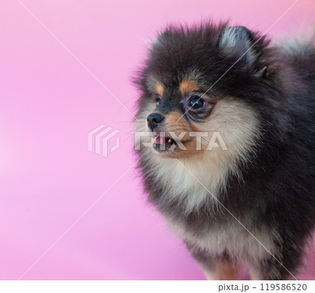 Black pretty pomeranian puppy on the pink background 119586520