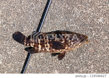 アコウ マハタ クエ アカジン キジハタ オオモンハタ アズキハタ ハタ 119586827