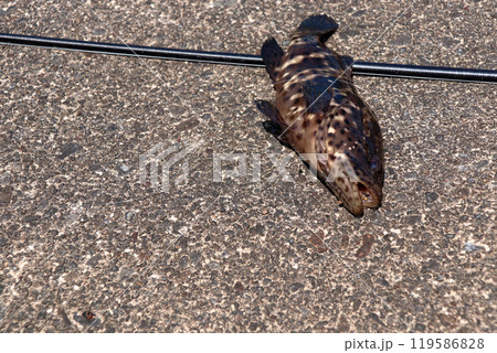 アコウ マハタ クエ アカジン キジハタ オオモンハタ アズキハタ ハタ 119586828