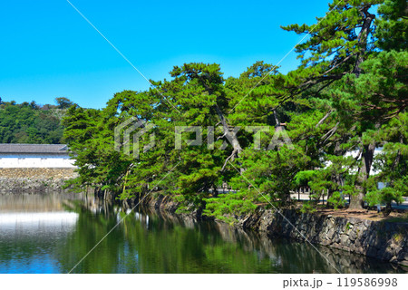 彦根城　いろは松　土佐松 119586998