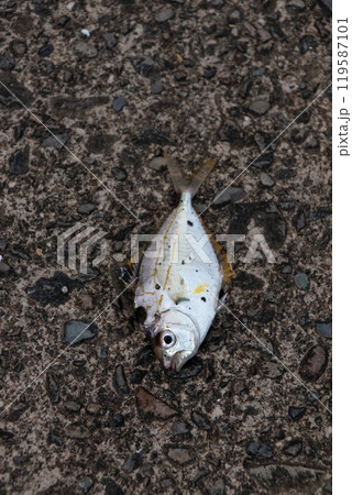 ヒイラギ 柊 柊魚 鮗 Nuchequula nuchalis 119587101