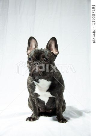 フレンチブルドッグ 119587191