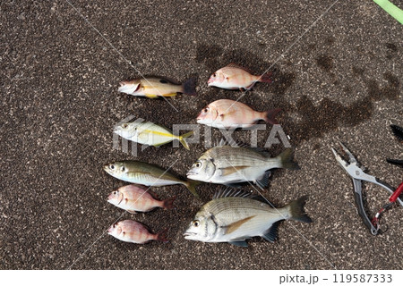 堤防釣り釣果魚海水魚クロホシフエダイシマアジタイヘダイ 119587333